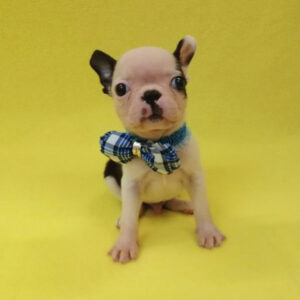 Alternative view of ボストン・テリア