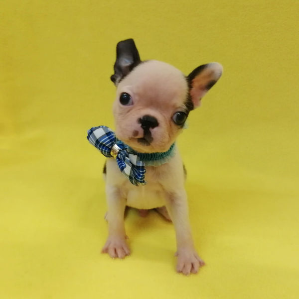 ボストン・テリア - 画像 (3)