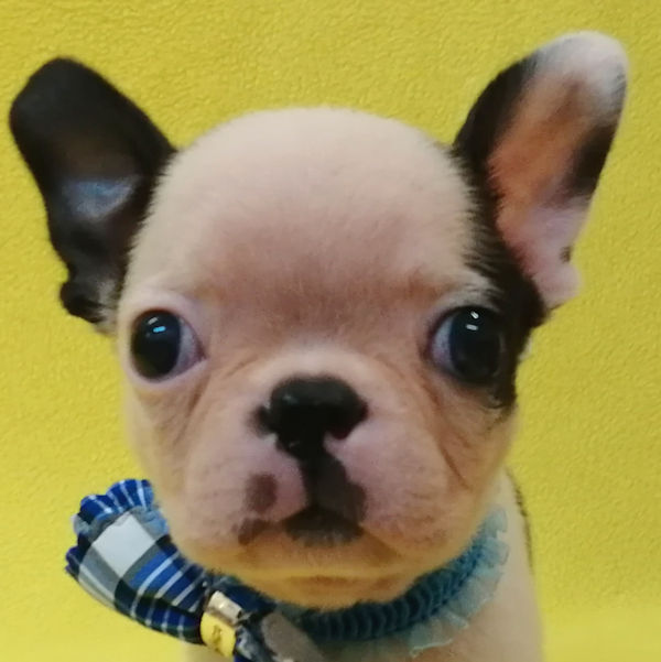 ボストン・テリア