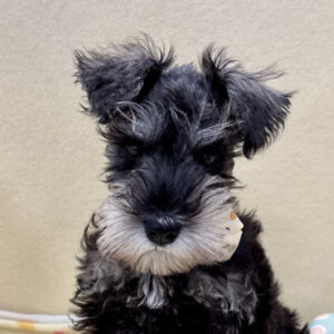 ミニチュア・シュナウザー