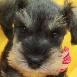 ミニチュア・シュナウザー