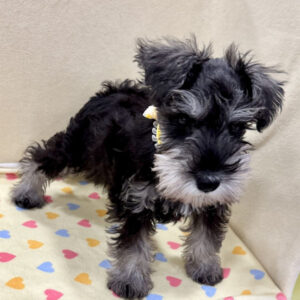 Alternative view of ミニチュア・シュナウザー