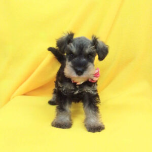 Alternative view of ミニチュア・シュナウザー