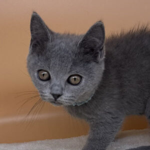 ブリティッシュ・ショートヘアー