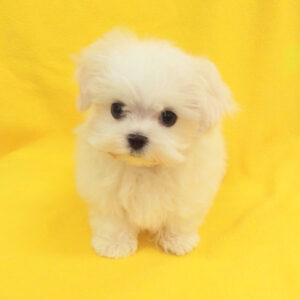 Alternative view of マルチーズ