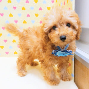 Alternative view of トイ・プードル