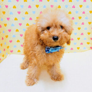 Alternative view of トイ・プードル