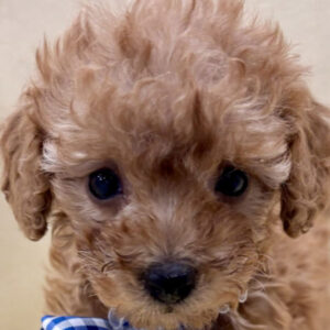 トイ・プードル