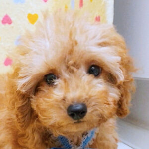 トイ・プードル