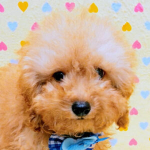 トイ・プードル