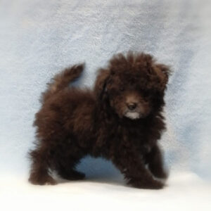 Alternative view of トイ・プードル