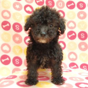 Alternative view of トイ・プードル