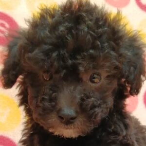 トイ・プードル