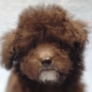 トイ・プードル