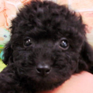 トイ・プードル