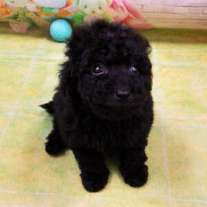 Alternative view of トイ・プードル