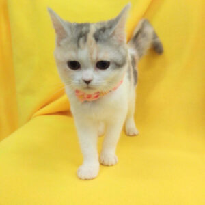 Alternative view of マンチカン