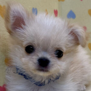 チワワ (ロングコート)