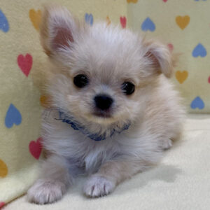 Alternative view of チワワ (ロングコート)