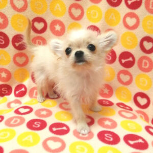 Alternative view of チワワ (ロングコート)