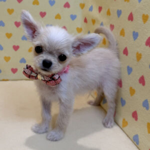 Alternative view of チワワ (ロングコート)