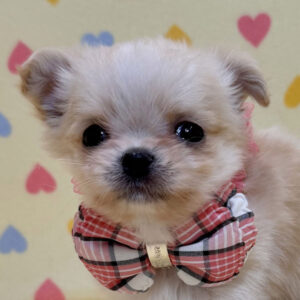 チワワ (ロングコート)