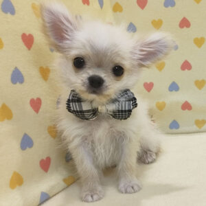 Alternative view of チワワ (ロングコート)