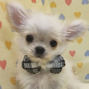 チワワ (ロングコート)