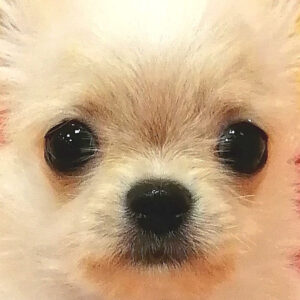 チワワ (ロングコート)