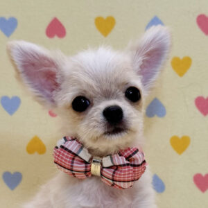 チワワ (ロングコート)