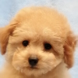 トイ・プードル