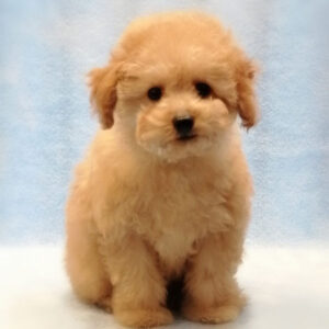 Alternative view of トイ・プードル