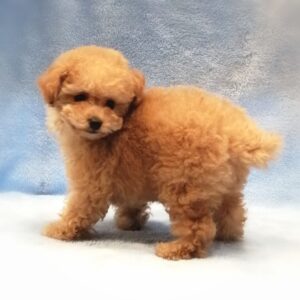 Alternative view of トイ・プードル