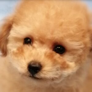 トイ・プードル