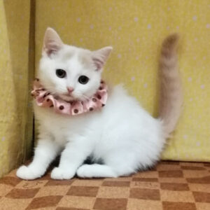 Alternative view of マンチカン