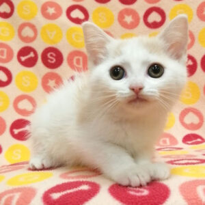 Alternative view of マンチカン