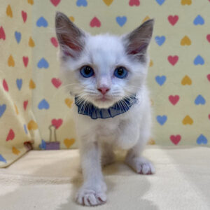 Alternative view of ラグドール