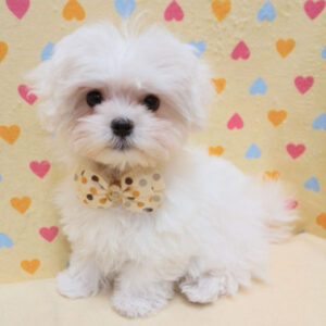 Alternative view of マルチーズ