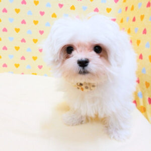 Alternative view of マルチーズ