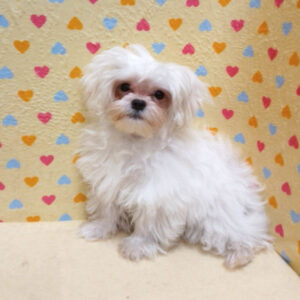 Alternative view of マルチーズ