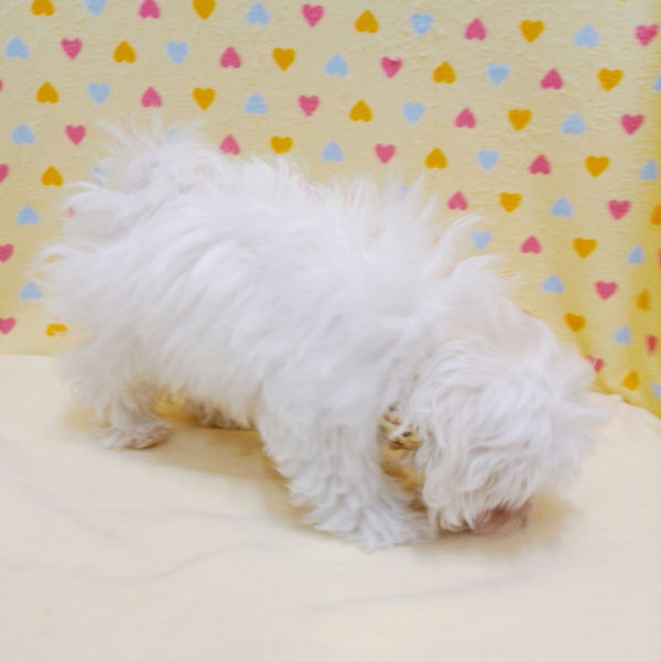 マルチーズ - 画像 (4)