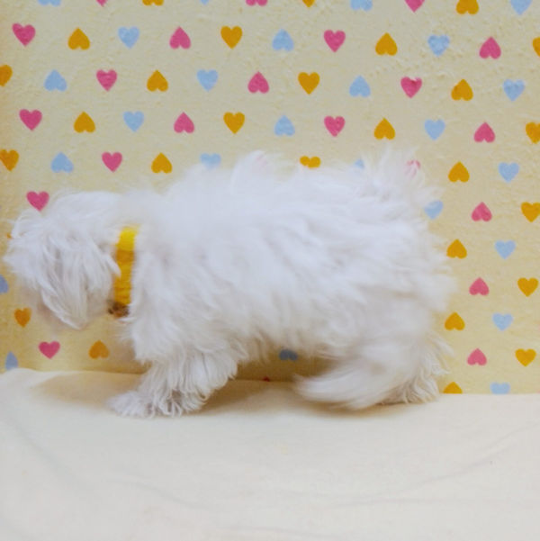 マルチーズ - 画像 (5)