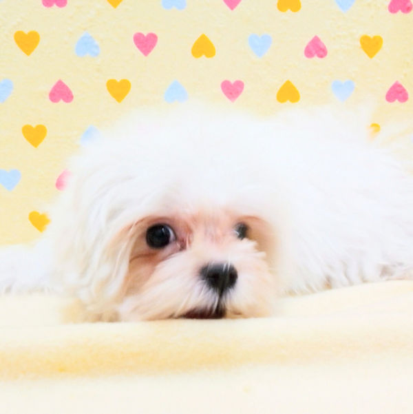 マルチーズ - 画像 (3)