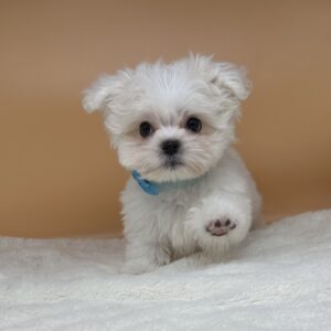 Alternative view of マルチーズ