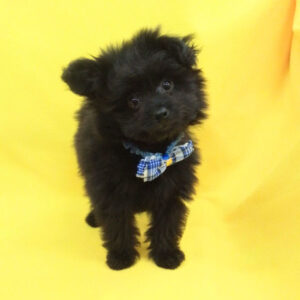 Alternative view of ミックス犬