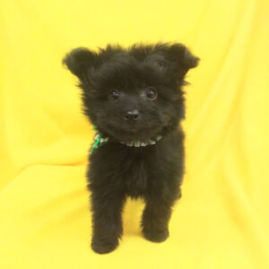 Alternative view of ミックス犬