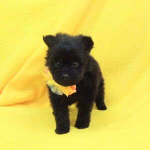 Alternative view of ミックス犬