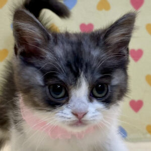 スコティッシュ・ストレート