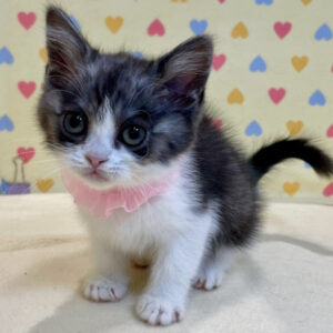 Alternative view of スコティッシュ・ストレート