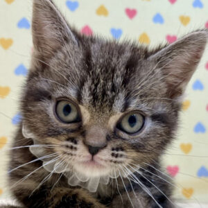 アメリカン・ショートヘアー